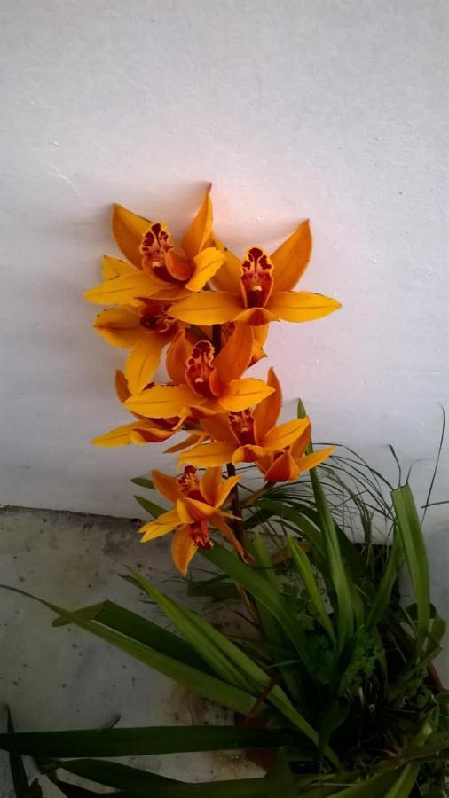 Vinha Do Gaio Villa Montes de Cima Ngoại thất bức ảnh